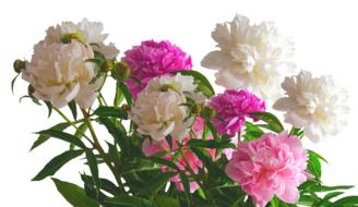 Peony Roses Spring