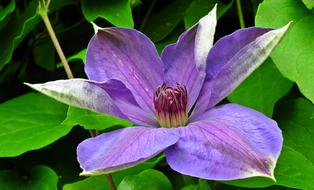 Flower Clematis Blue