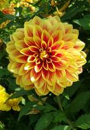 Dahlia Flower