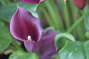 Calla Flower Nature