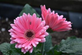 Flower Pink Gerber daisy