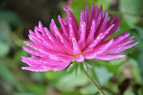 Flowers Pink Flower Petals Nature