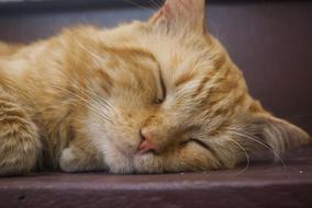 Kitten Sleeping Pet Animalia