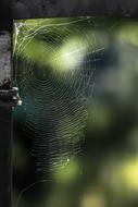 Cobweb Nature Web Close