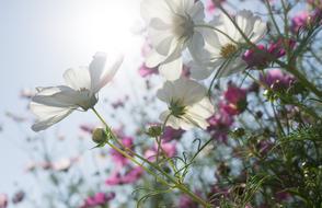 Cosmos Autumn Flowers