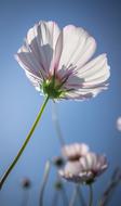 Cosmos Autumn Flowers