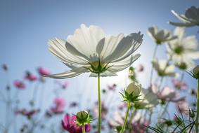 Cosmos Autumn Flowers