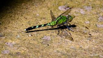 Nature Animal Wildlife