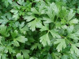 Delicious green parsley