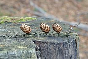 Cones Conifer Forest