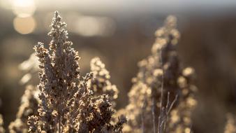 Nature Flower Outdoors