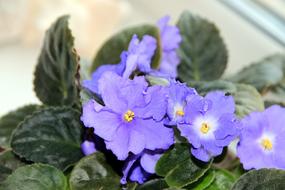 Saintpaulia African Violet Flower