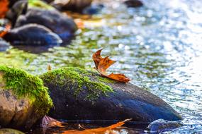 River Autumn Leaf