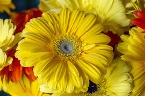 Margaret Yellow Garden