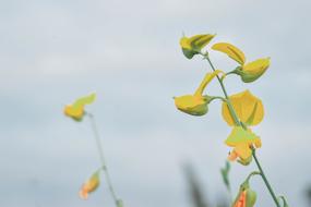 Flowers Yellow Shrubs