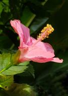 Pink Hibiscus Tropical