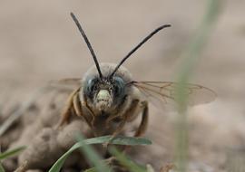 Bee Insecta Macro