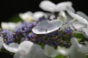 Hydrangea Blossom Bloom Close up