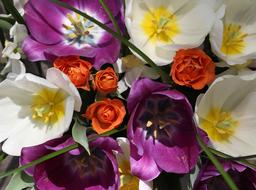 Tulips Mov White Floral