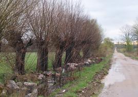 Tree Nature Landscape