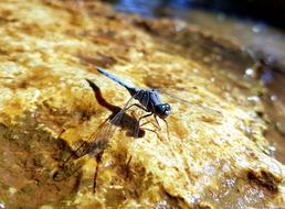 Bug Nature Dragonfly