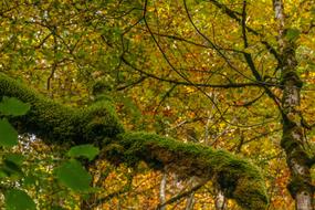 Foghorn Wrinkle Bach Tobel