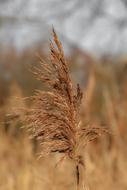 Reed Dehydrated Grasses