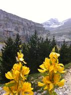 Pyrenees Flowers