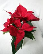Flower Poinsettia