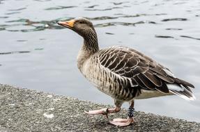 Goose City Water