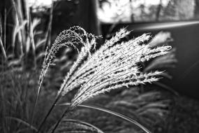 Pampas Grass Plant Plume
