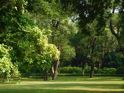 Park Nature Green