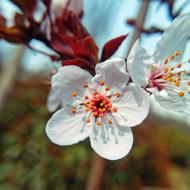 Flower Cherry Wood Plant