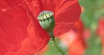 Flower Poppy Red
