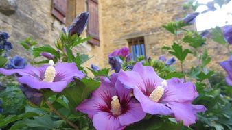 Flowers Hibiscus Purple