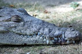 Ostrorylyj Crocodile Crocodylus