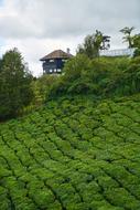 Tea Field Landscape