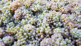 Nature Grapes Riesling