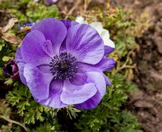 Anemone Flower Plant
