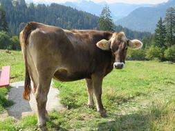 Switzerland Cow