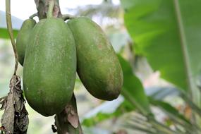Delicious green papayas