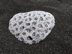 Coral Beach The Meeting Black