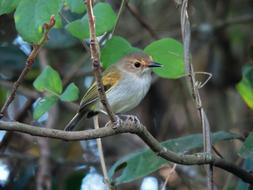 Ferreirinho Cover Brown Bird