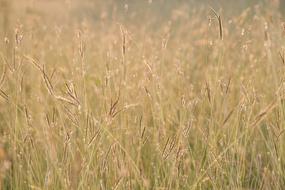 Flowering Grass Flowers Nature A