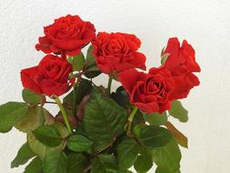 Roses Flowers Nature