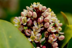 Laurel Shrub Blossom Nature