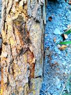 Bark Wood Tree