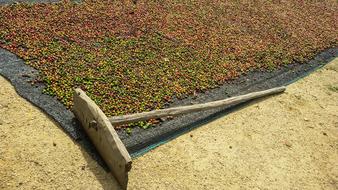 farmer fruit grains