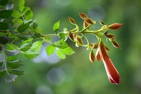 Buds Flower Foliage