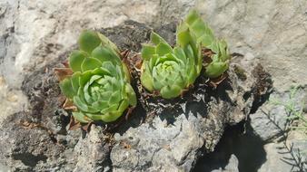 Nature Plant Leaf Plants